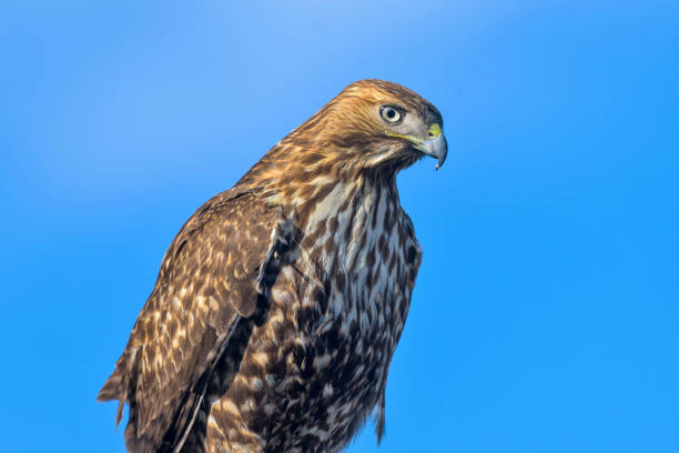 istock Red-tailed Hawk - A close-up head-shot of a red-tailed hawk against sunny blue sky. 1212992686