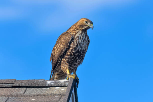 istock Red-tailed Hawk - A close-up side view of a red-tailed hawk perching on a ridge end of a residential house roof on a sunny winter day. 1212992705