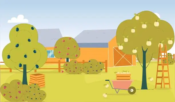 Vector illustration of Fruit Tree in Country Farm Backyard, Harvesting.