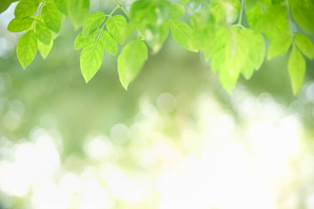 istock Close up of beautiful nature view green leaf on blurred greenery background under sunlight with bokeh and copy space using as background natural plants landscape, ecology wallpaper concept. 1212994512