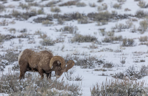 istock Bighorn Sheep Ram in Winter 1212995281