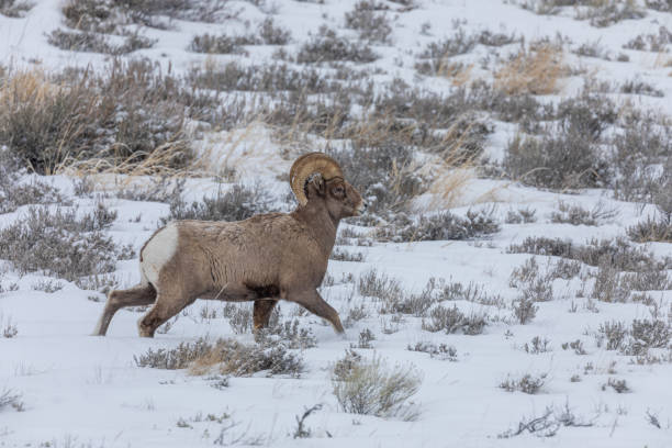 istock Bighorn Sheep Ram in Winter 1212996550