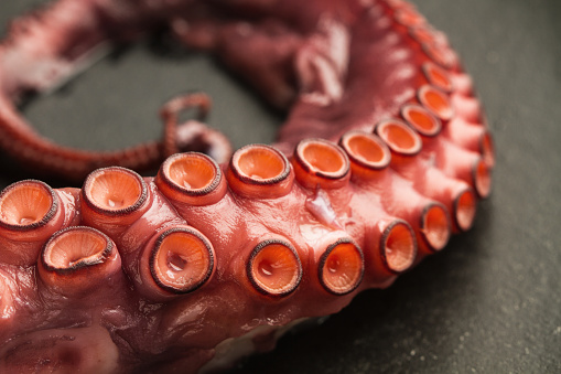 An octopus tentacle on a black slab in a close up view