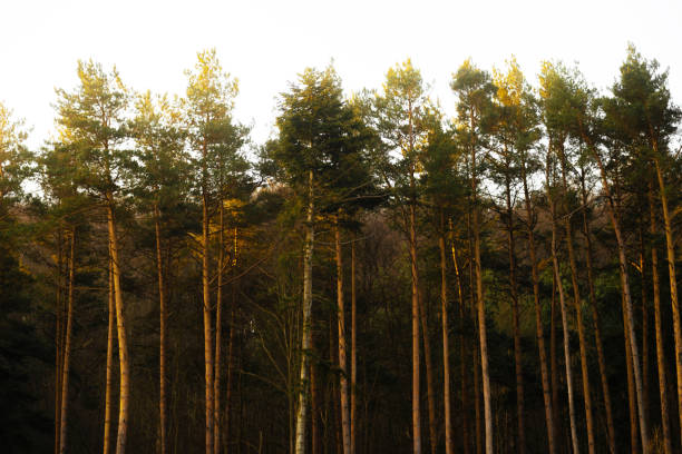 istock amazing morning warm light in forest, peace and silence 1212999383