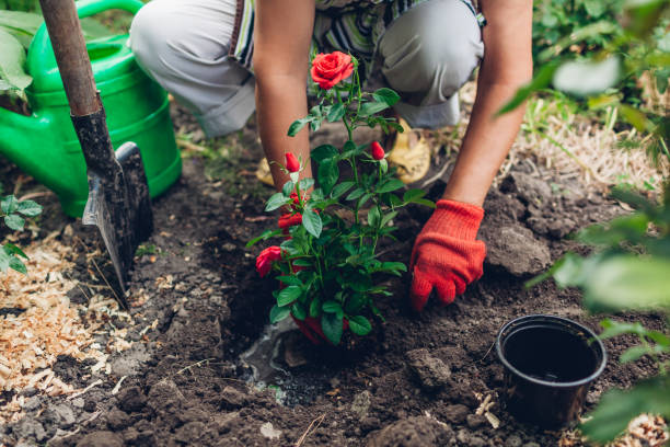 젖은 토양에 냄비에서 빨간 장미 꽃을 이식 하는 여자 정원사. 여름 봄 정원 작업입니다. - human hand working shovel dirt 뉴스 사진 이미지