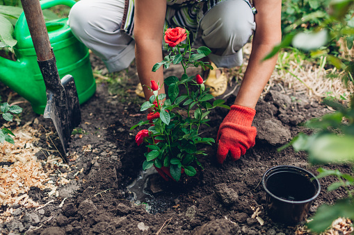 Woman gardener transplanting red roses flowers from pot into wet soil after watering it with watering can. Summer spring garden work. Worker using gloves. Hobby lifestyle