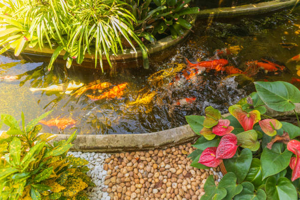 istock Decorative pond with colorful fancy carps koi fish 1213001934
