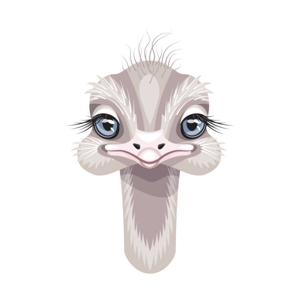 Funny Little Ostrich Portrait On White Stock Illustration - Download Image  Now - Ostrich, Cartoon, Animal - iStock