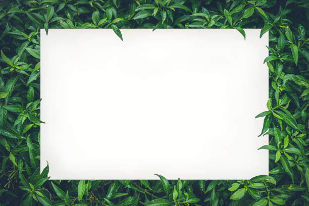 istock White paper card mockup on green leaves 1213004305