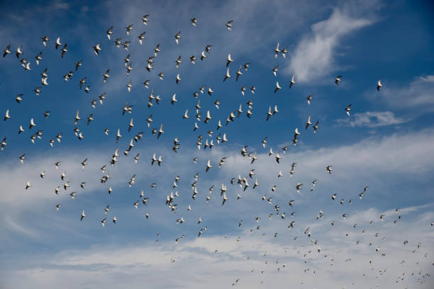 istock Dunlin Sandpiper Flock in Flight 1213004624