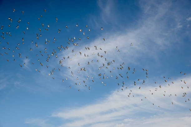 istock Dunlin Sandpiper Flock in Flight - II 1213004669