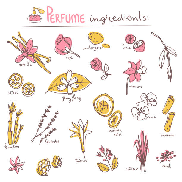 illustrations, cliparts, dessins animés et icônes de recette de parfum, bouquet d’ingrédients. illustration vectorielle de griffonnage. - musc