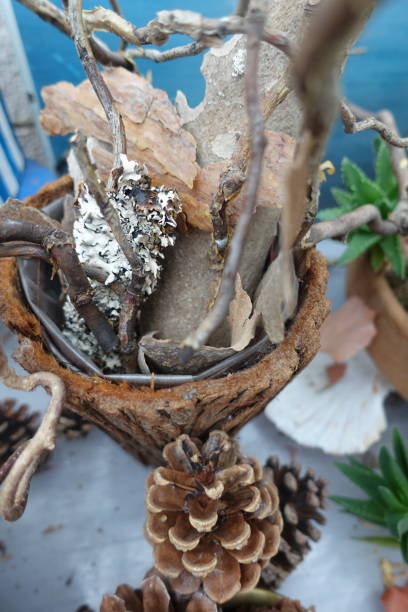 Interior decoration Pine cones and plants in a flowerpot