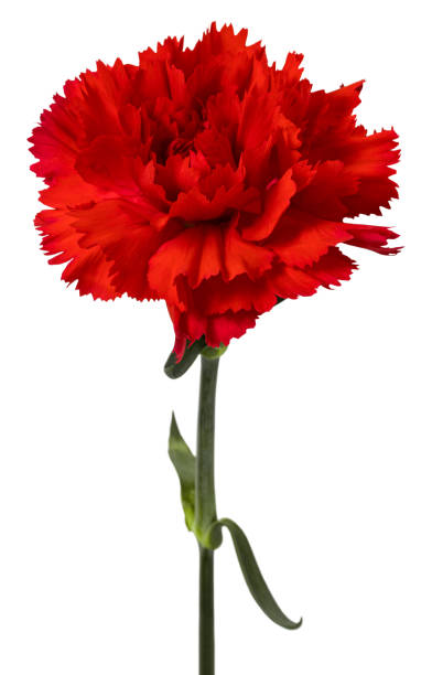 istock Red carnations flower isolated on white background 1213007050