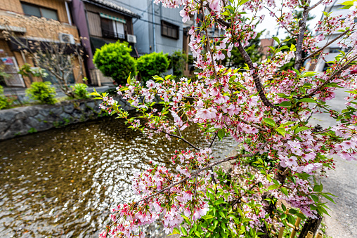 Kyoto kiyamachi-dori neighborhood area street in spring with Takase river canal water in Japan on sunny day with sakura cherry blossom petals flowers on tree