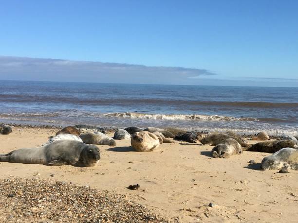 istock Seals At Horsey Gap Norfolk 1213007994
