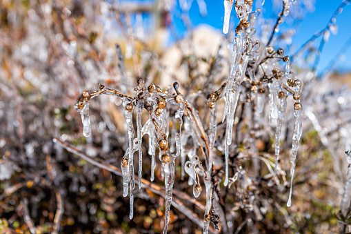 Closeup of frozen plants with icicle frost rime in Colorado garden showing texture in morning sunlight