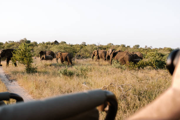 istock Herd of wild elephants seen from a jeep 1213008736