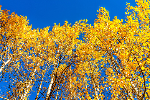 Aspen, Colorado maroon bells mountains in October 2019 and low angle view looking up at vibrant trees foliage autumn and sky