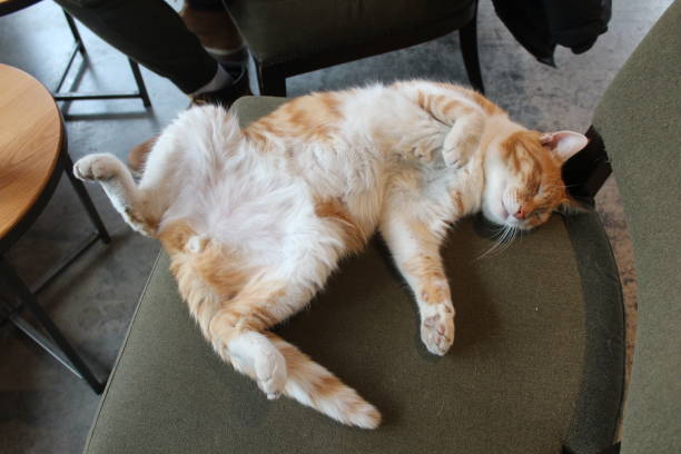 Ginger Cat Sleeps Funny On A Soft Chair Stock Photo - Download