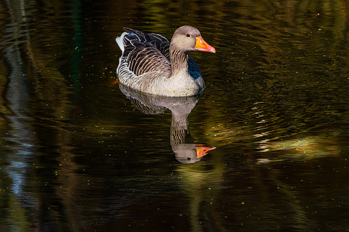 Greylag Goose Bird Reflection