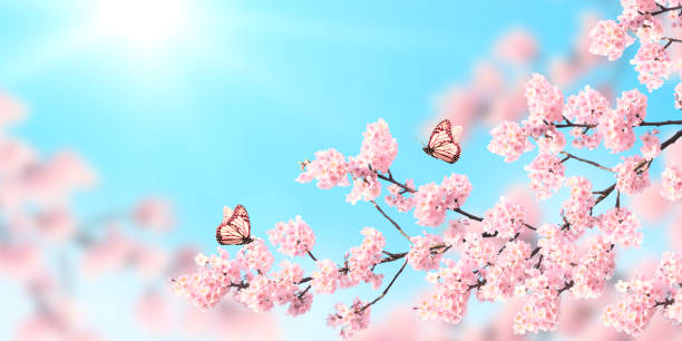 istock Horizontal spring banner with sakura flowers and two butterflies 1213010165