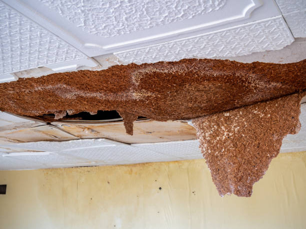telhas quebradas da água do teto danificam apartamento - plasterboard ceiling plaster molding - fotografias e filmes do acervo