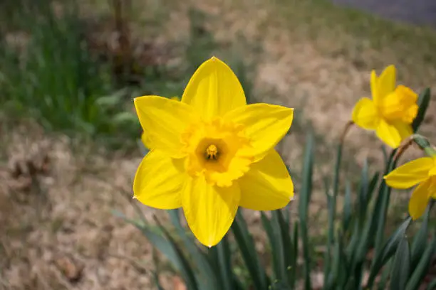 The clear focused picture gets a close view of the daffodil.