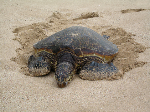 Sea turtle on the beach in Oahu, Hawaii