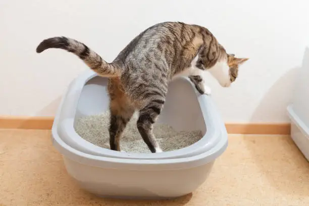 Cat using toilet, rearview
