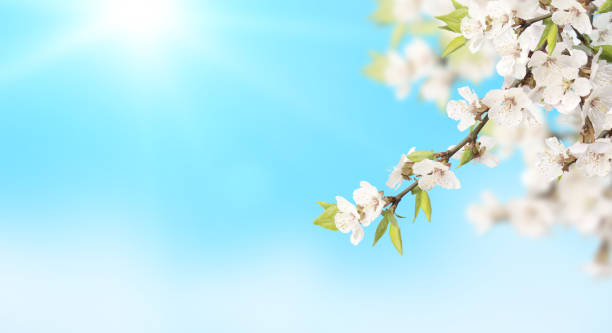 istock Flower of cherry on blue sky sunny background 1213011611