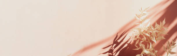 istock Fresh white branch on yellow background with shadow 1213011638