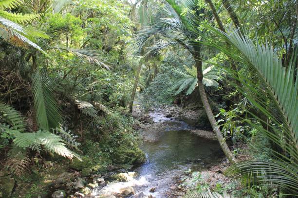 istock A stream runs through a New Zealand forest 1213011687