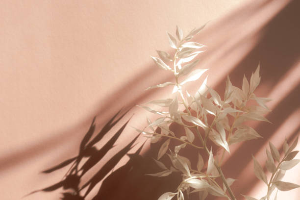 istock Fresh white branch on pink background with shadow 1213011834