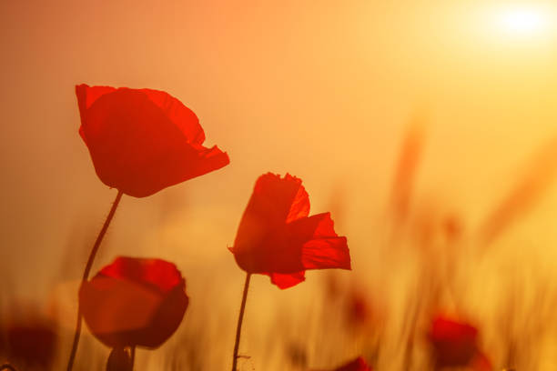 istock Bright red poppies in a field at sunset 1213011967