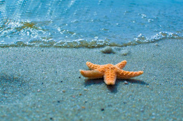 istock Starfish on the sand wavy beach 1213017475