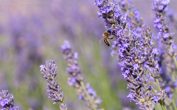 istock Honey bee pollinating lavender flowers 1213017570