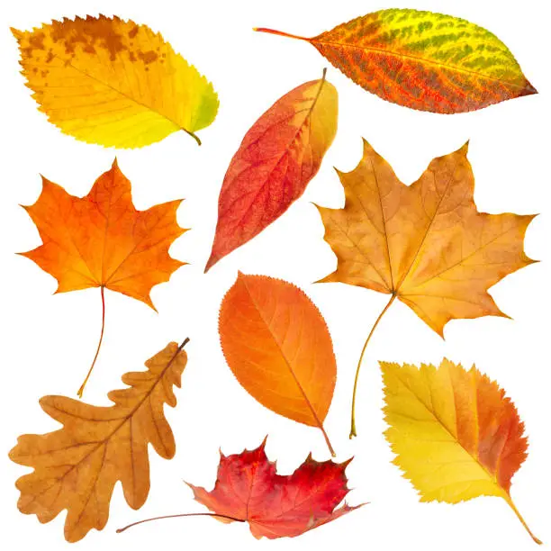 Photo of Collection of beautiful colorful autumn leaves isolated on white background