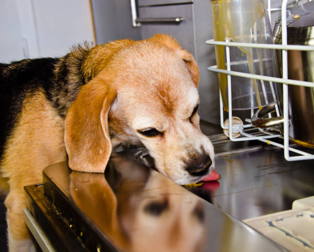 A cute dog, a beagle licks the dirty dishes in a dishwasher A cute dog, a beagle licks the dirty dishes in a dishwasher dog dishwasher stock pictures, royalty-free photos & images