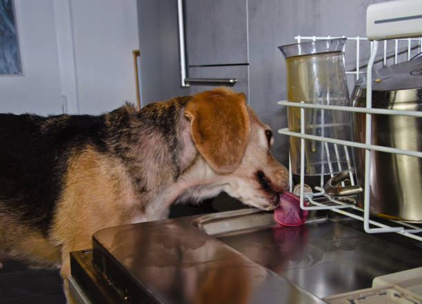 A cute dog, a beagle licks the dirty dishes in a dishwasher A cute dog, a beagle licks the dirty dishes in a dishwasher dog dishwasher stock pictures, royalty-free photos & images