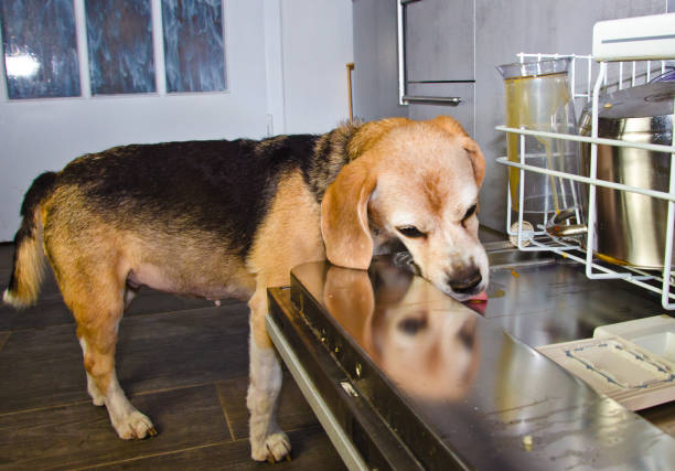 A cute dog, a beagle licks the dirty dishes in a dishwasher A cute dog, a beagle licks the dirty dishes in a dishwasher dog dishwasher stock pictures, royalty-free photos & images