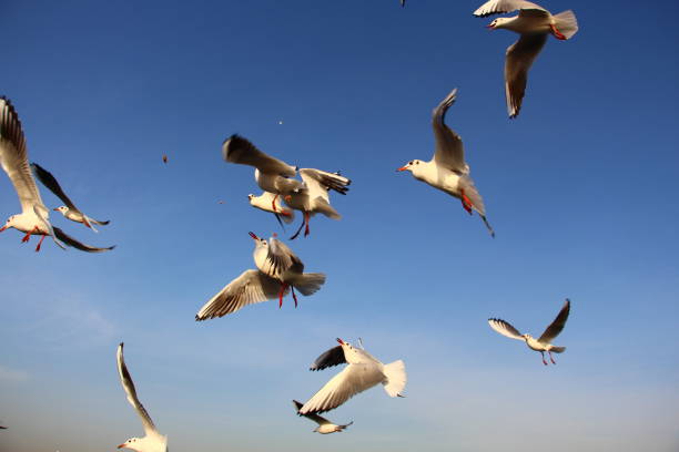 istock seagulls trying to catch food that people are throwing them 1213020117