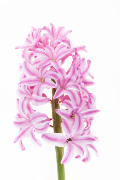 istock isolated flowers grape of hyacinth on white 1213020175