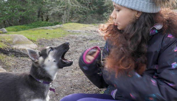 young girl plays with puppy in grassy meadow - late afternoon imagens e fotografias de stock