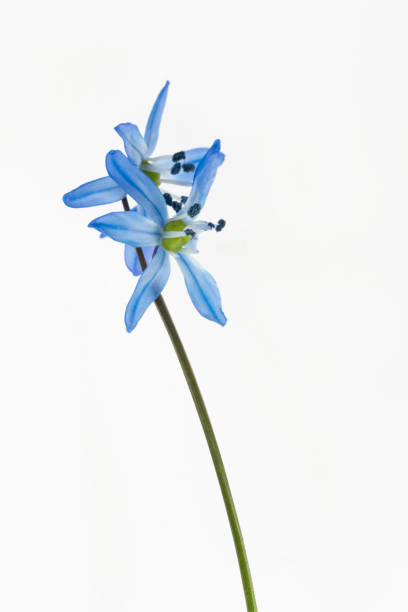 istock isolated blue flower of scilla on white 1213020327