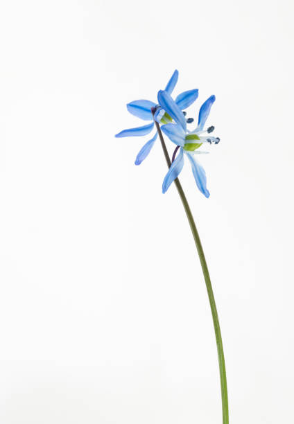 scilla blue flower close up