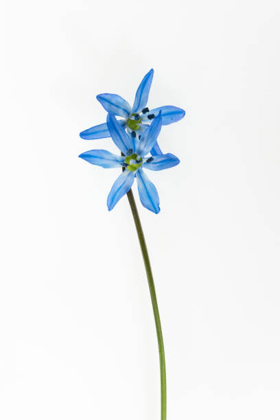 isolated blue flower of scilla on white