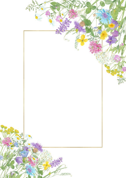 istock Watercolor floral summer composition with  wild meadow flowers and gold frame with copy space isolated on white background 1213021188