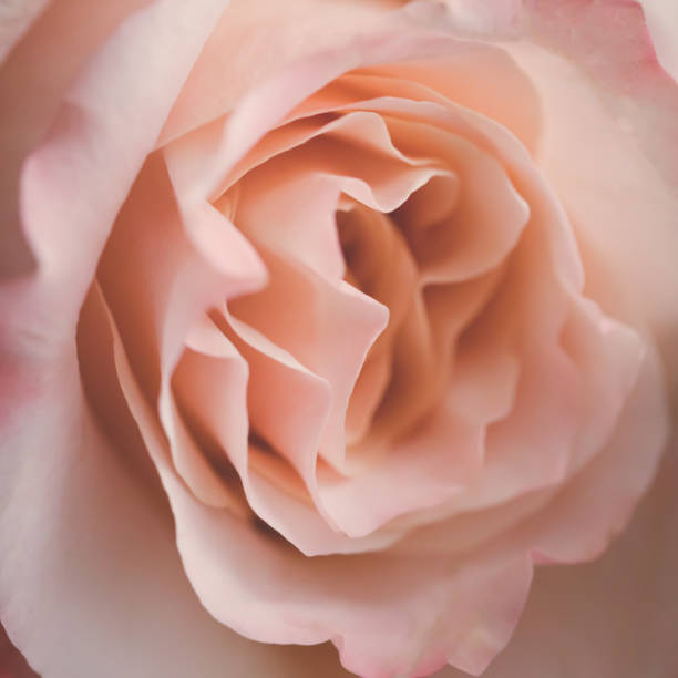 istock Beige and pink rose flower petals macro background, toned, selective focus 1213023599