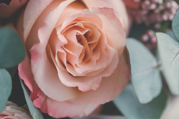 istock Beige and pink rose flower petals macro background, toned, selective focus 1213023610